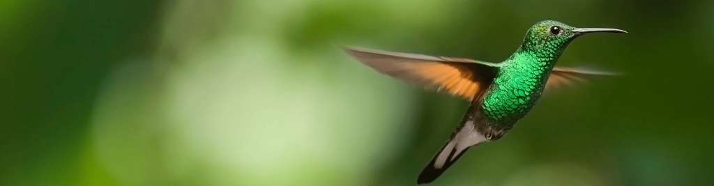un colibri