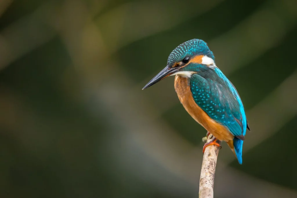 un colibri